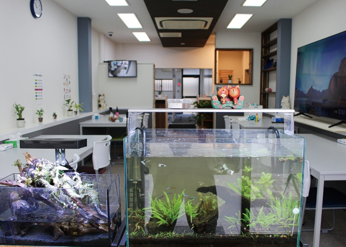 熱帯魚やメダカなどの飼育