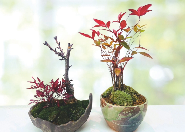 盆栽などの植物の栽培